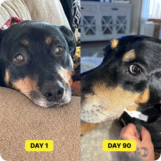 PetCore™ Nano-Drops — Advanced Vision Support for Dogs