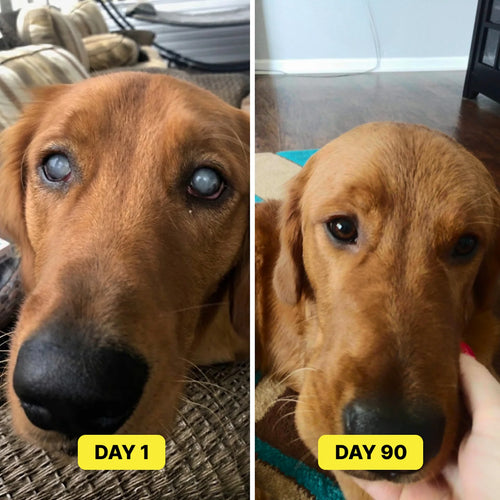 PetCore™ Nano-Drops — Advanced Vision Support for Dogs